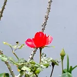公寓 A Cheerful With Free Parking Space 地拉那
