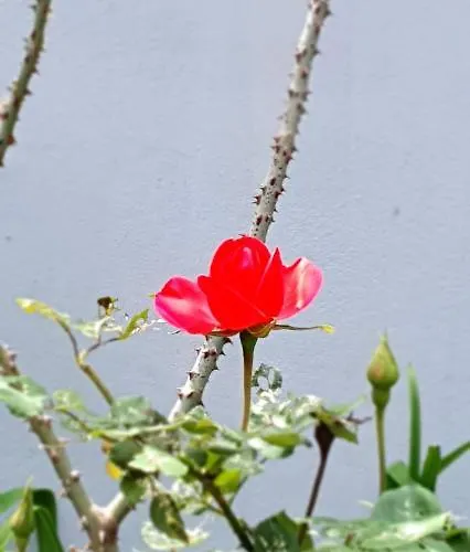 Apartament A Cheerful With Free Parking Space Tirana