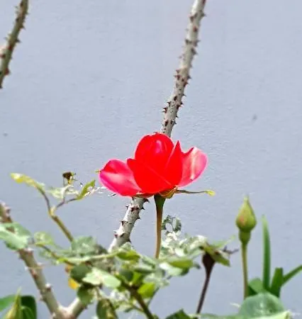 公寓 A Cheerful With Free Parking Space 地拉那