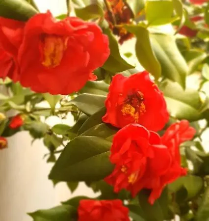 A Cheerful With Free Parking Space 地拉那