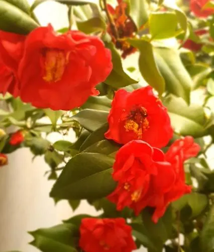 A Cheerful With Free Parking Space Tirana